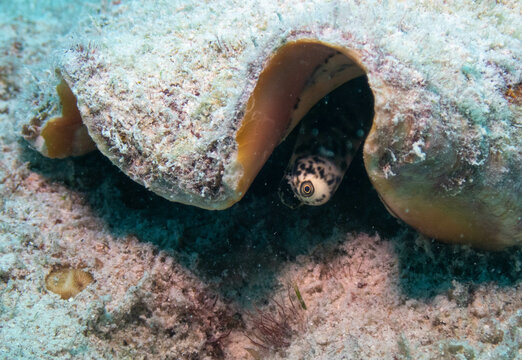 Queen Conch