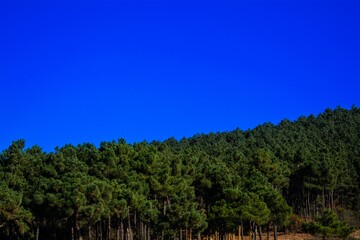 Green forest and the blue sky.