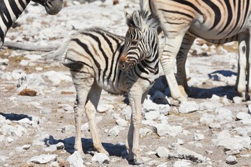 Zebrafohlen am Wasserloch Kalkheuwel im Etoscha Nationalpark in Namibai. 