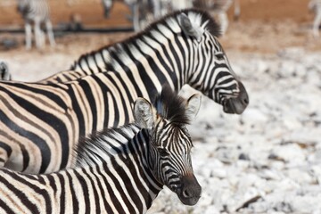 Fototapeta na wymiar Zebrafohlen am Wasserloch Kalkheuwel im Etoscha Nationalpark in Namibai. 
