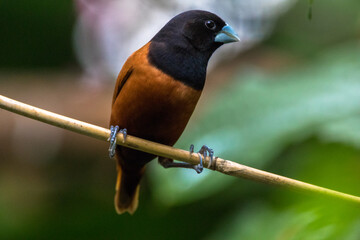 The chestnut munia or black-headed munia (Lonchura atricapilla) 
