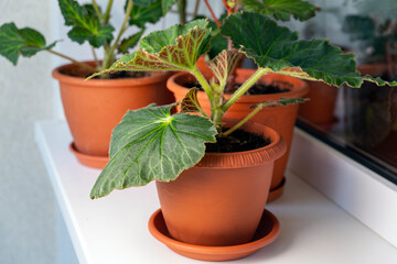 Young sprouts and leaves of tuberous begonia in a pot on the windowsill. Home flowers, hobby.