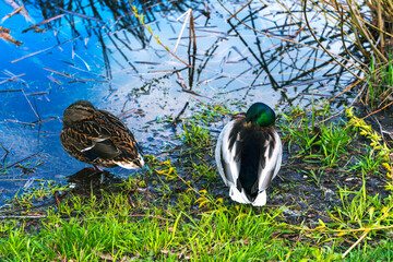 Duck in the park animal lake river grass green nature wildlife mallard duck