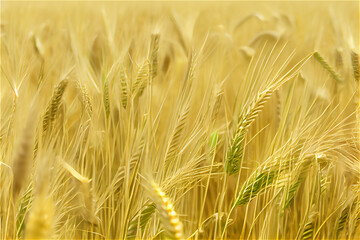 golden cereal field at harvest time, perfect for backgrounds, generative AI