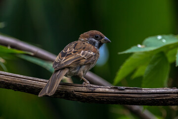 The house sparrow (Passer domesticus)