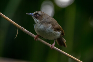 The bar-winged prinia (Prinia familiaris) is a species of bird in the cisticola family Cisticolidae