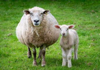 Naklejka na ściany i meble Mother sheep and lamb stood side by side looking cute