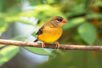 The red avadavat (Amandava amandava), red munia or strawberry finch