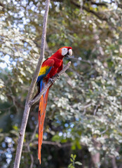 A Scarlet Macaw in a tree in Costa Rica 