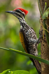 The common flameback (Dinopium javanense)