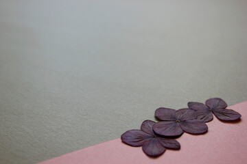 Suszone kwiaty na jasnym tle