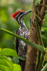 The common flameback (Dinopium javanense)