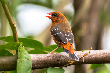 The red avadavat (Amandava amandava), red munia or strawberry finch
