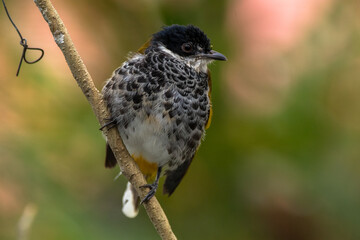 The scaly-breasted bulbul (Ixodia squamata)