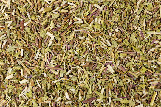 Catnip herb in latin - Nepeta cataria background. Medicinal herb.
