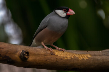 The Timor sparrow (Padda fuscata), also known as Timor dusky sparrow