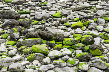 Bright green algae formed on grey rocks revealed when the tide is out. Background.