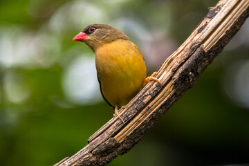 The red avadavat (Amandava amandava), red munia or strawberry finch