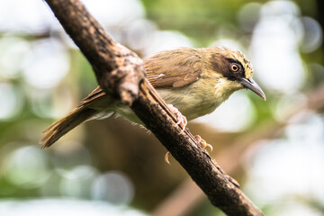 Naklejka premium The thick-billed heleia (Heleia crassirostris), also known as the Flores white-eye