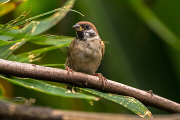 The house sparrow (Passer domesticus)