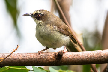 The thick-billed heleia (Heleia crassirostris), also known as the Flores white-eye