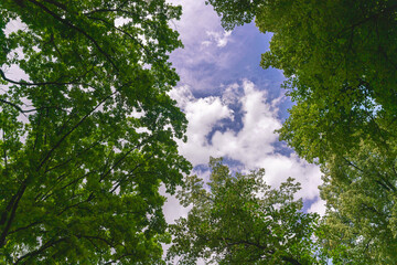bottom view of high blue sky with white clouds through tree branches