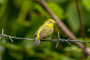 The Indian white-eye (Zosterops palpebrosus), formerly the Oriental white-eye