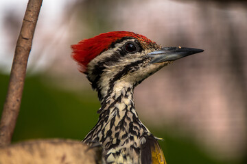 The common flameback (Dinopium javanense)