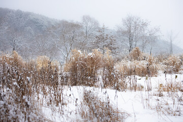 Field of Snowy Reeds