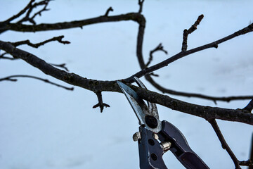 Pruning trees by pruning shears .