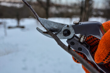 Pruning trees by pruning shears .