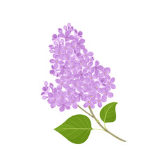  Lilac flowers isolated on white background. Vector cartoon illustration of Lilac branch with green leaf. Blooming spring plant. Botanical design element.
