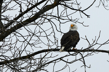 Blad Eagle in Tree