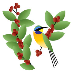 Coffee beans and Bird illustration | Bird on a branch vector | Coffee, Coffea | Blue-breasted Bee-eater | Merops variegatus