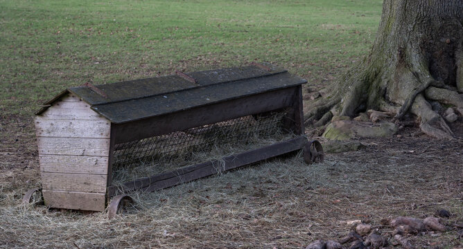 An old wooden hay rack for sheep.
It has been set out at the base of a large Oak tree