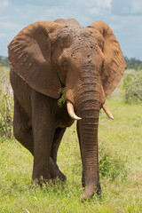African bush elephant - Loxodonta africana also known as African savanna elephant eating grass with green grass and sky in background. Photo from Kruger National Park in South Africa.