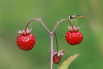 A small fly (Hoverfly) sits on a red strawberry.
In summer, a beautiful wild strawberry berry ripens in forest clearings. 
