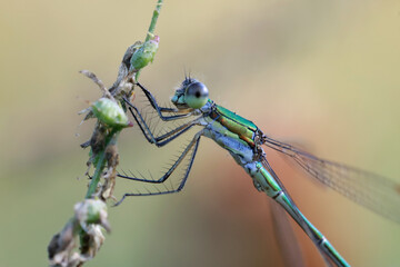 A dragonfly (Coenagrionidae) sits on a dry grass stalk. 