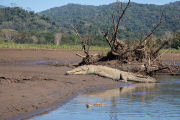 American Crocodiles (Crocodylus acutus)at the Tarcoles River in Costa Rica