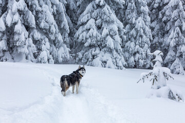 Beautiful siberian husky dog happy in the snowy forest. Adventures outdoor winter concept