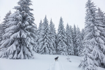 Obraz premium Beautiful siberian husky dog happy in the snowy forest