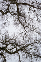 Abstract scene with branches and cloudy sky in winter in Latvia
