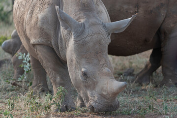 Fototapeta premium Portrait of Southern white rhinoceros, southern white rhino or square-lipped rhinoceros - Ceratotherium simum simum. Photo from Kruger National Park in South Africa
