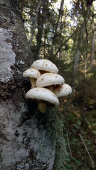 Forest mushrooms on a tree. White mushrooms.