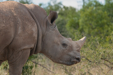 Fototapeta premium Portrait of Southern white rhinoceros, southern white rhino or square-lipped rhinoceros - Ceratotherium simum simum dehorned at Kruger National Park in South Africa.