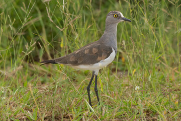 Senegal lapwing, lesser black-winged lapwing - Vanellus lugubris with green grass in background....