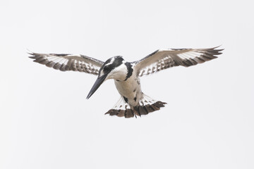 Pied kingfisher - Ceryle rudis isolated. Photo from Kruger National Park in South Africa.