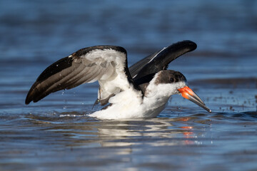 A black skimmer flaps its wings while having a morning bath along the Dunedin Causeway near Honeymoon Island State Park in Florida.