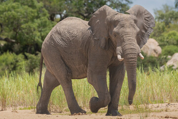 Young African bush elephant - Loxodonta africana  also known as African savanna elephant approaching the waterhole. Photo from Kruger National Park in South Africa.