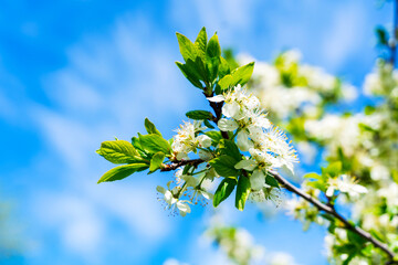 Blossom apple tree over blue sky background. Spring flowers. Spring Background, out of focus, background blurred